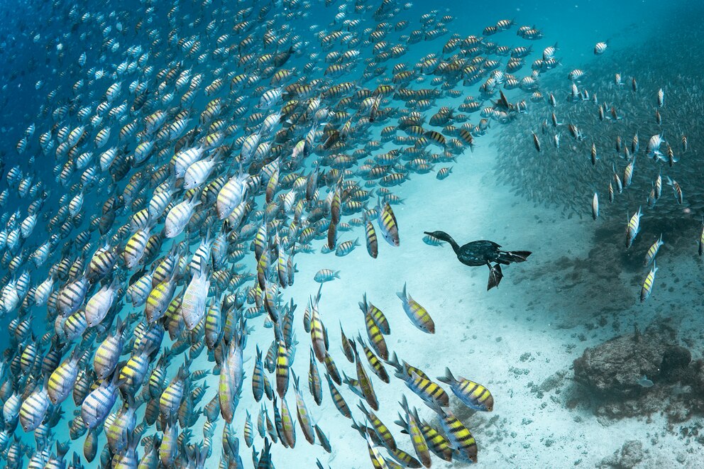 Ein Kormoran schwimmt vor einem Fischstrom und kann sich nicht entscheiden, welchen Fisch er fangen will.