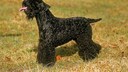 Ein Kerry-Blue-Terrier auf Gras stehend.
