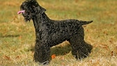 Ein Kerry-Blue-Terrier auf Gras stehend.