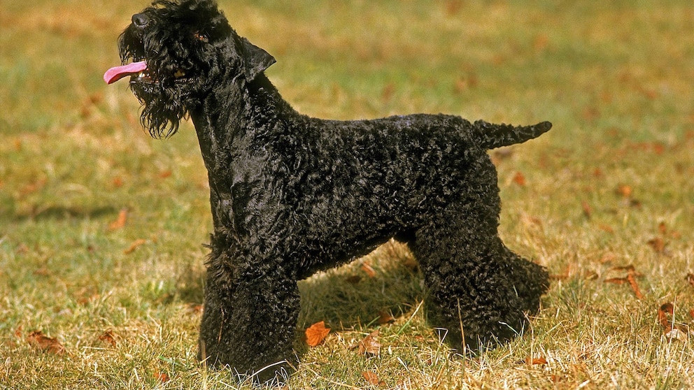 Ein Kerry-Blue-Terrier auf Gras stehend.