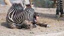 Zebrafohlen mit offenem Mund auf dem Boden