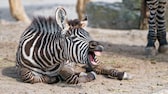 Zebrafohlen mit offenem Mund auf dem Boden