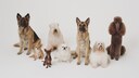 Hunde verschiedener Rassen sitzen nebeneinander auf weißem Hintergrund