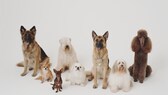 Hunde verschiedener Rassen sitzen nebeneinander auf weißem Hintergrund