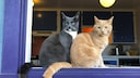 Zwei Katzen sitzen in gleicher Pose an einem offenen Fenster