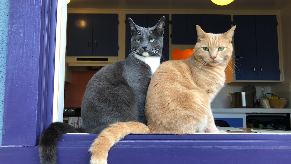 Zwei Katzen sitzen in gleicher Pose an einem offenen Fenster