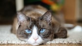 Eine Snowshoe-Katze mit weißer Zeichnung auf der Nase und blauen Augen schaut in die Kamera