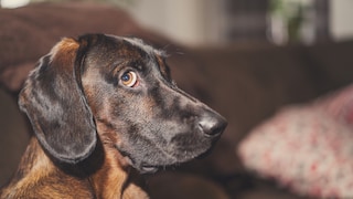 Nahaufnahme Hund, der einen schuldigen Gesichtsausdruck hat