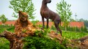 Der Xoloitzcuintle &ndash; auch Mexikanischer Nackthund genannt &ndash; eignet sich aufgrund seines fehlenden Fells besonders f&uuml;r Hundehaar-Allergiker.