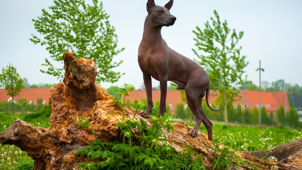 Der Xoloitzcuintle – auch Mexikanischer Nackthund genannt – eignet sich aufgrund seines fehlenden Fells besonders für Hundehaar-Allergiker.