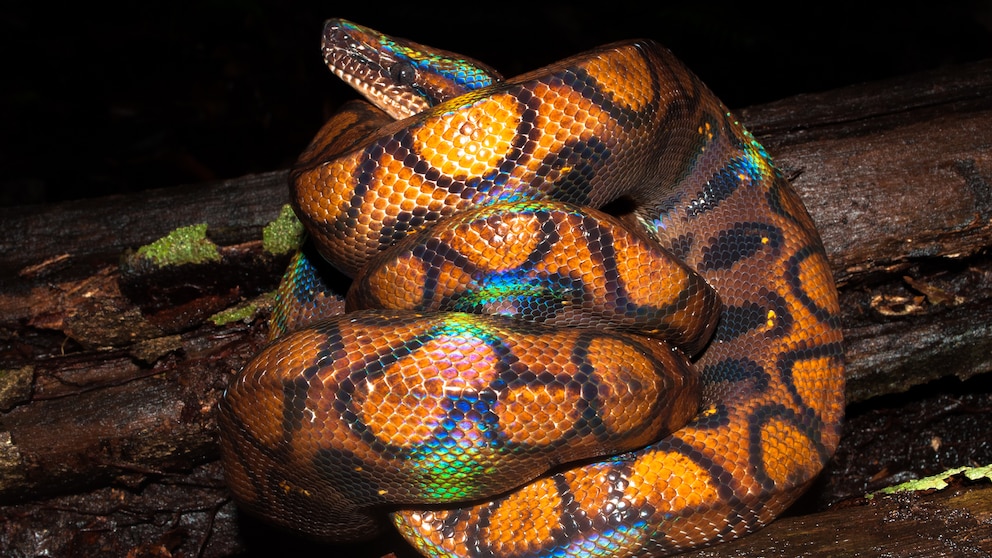 Regenbogenboa (Epicrates cenchria) zusammengerollt auf einem Ast