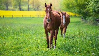 Die Haltung auf der Weide ist für Pferde die natürlichste, allerdings lauern hier auch Gefahren in Form von giftigen Pflanzen.