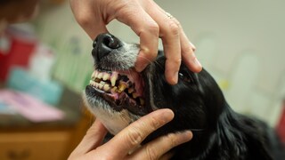 Halter sollten die Zahngesundheit ihres Hundes durchaus ernst nehmen. Es gibt mehrere Indikatoren dafür, dass der Hund an Zahnschmerzen leidet.