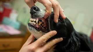 Halter sollten die Zahngesundheit ihres Hundes durchaus ernst nehmen. Es gibt mehrere Indikatoren dafür, dass der Hund an Zahnschmerzen leidet.