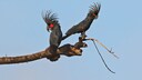 Der Palmkakadu hat ein dunkles Gefieder und auffallend rote Flecken im Gesicht