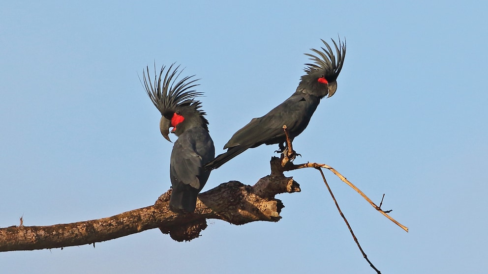 Der Palmkakadu hat ein dunkles Gefieder und auffallend rote Flecken im Gesicht 