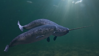 Der Narwal gilt als Einhorn des Meeres. Doch lange war nicht klar, wozu die Männchen dieser Spezies dieses „Horn“ überhaupt nutzen. Doch nun scheint das Rätsel gelöst.