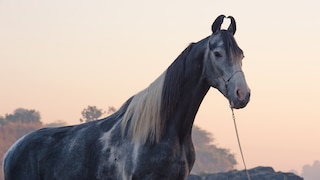 Marwari-Pferde mit grauem Fell gelten in Indien als die beliebtesten Tiere und erzielen die höchsten Preise. Gänzlich weiße Pferde entsprechen dagegen nicht dem Rassestandard. Rappen (schwarze Pferde) werden dagegen als Boten für Unglück gesehen