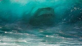 Ein großer weißer Hai schwimmt in einer meterhohen Welle