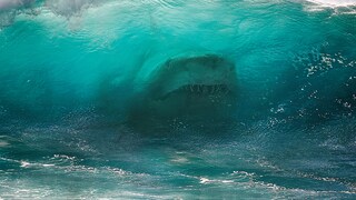 Ein großer weißer Hai schwimmt in einer meterhohen Welle