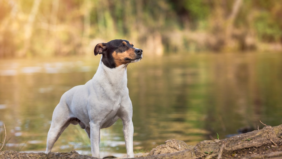 Auch wenn er sehr verschmust ist, ist er alles andere als ein Schoßhund und muss körperlich und geistig gefordert und gefördert werden.