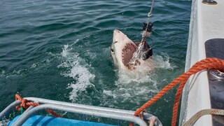Die Situation der Haie ist bereits mehr als angespannt. So ist bereits 70 % der Hochseehai-Population verschwunden.