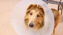 Auch Hunde k&ouml;nnen von Bandscheibenvorf&auml;llen betroffen sein.