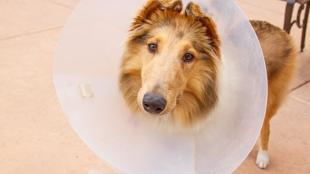 Auch Hunde können von Bandscheibenvorfällen betroffen sein.