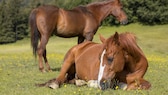 Pferde gehören zu den Tieren, die wenig schlafen. Dafür gibt es verschiedene Gründe