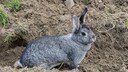 Ein Chinchilla-Kaninchen schaut aus einer Erdfurche