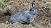 Ein Chinchilla-Kaninchen schaut aus einer Erdfurche