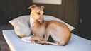 Greyhounds sind generell sanftmütige, ruhige und freundliche Hunde