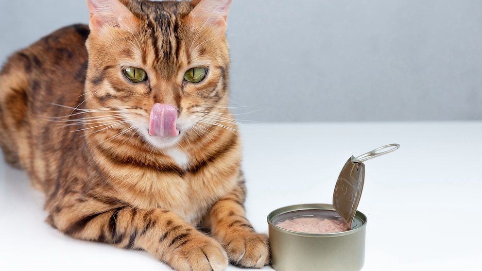 Thunfisch aus der Dose ist für viele Katzen besonders unwiderstehlich, wie auch für diese Bengalkatze