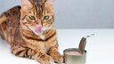 Thunfisch aus der Dose ist f&uuml;r viele Katzen besonders unwiderstehlich, wie auch f&uuml;r diese Bengalkatze