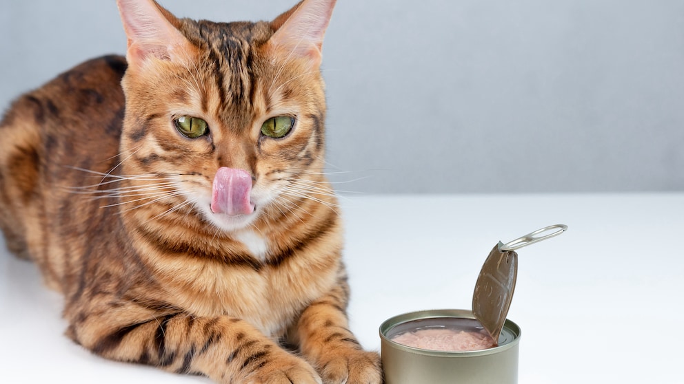 Thunfisch aus der Dose ist für viele Katzen besonders unwiderstehlich, wie auch für diese Bengalkatze