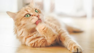 Wenn Ihre Katze Schuppen hat, kann das verschiedene Ursachen haben. Wenn sich Ihr Haustier wenige putzt als üblich, kann das bereits die Schuppenbildung anregen