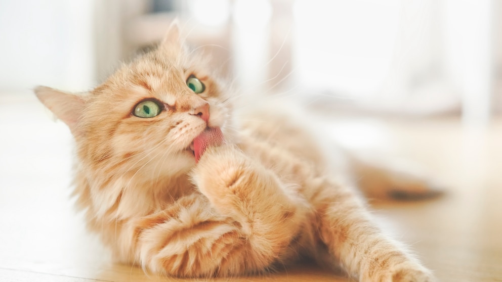 Wenn Ihre Katze Schuppen hat, kann das verschiedene Ursachen haben. Wenn sich Ihr Haustier wenige putzt als üblich, kann das bereits die Schuppenbildung anregen