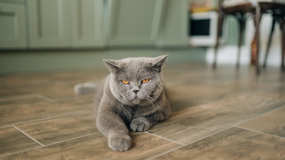 Schluackauf ist für Katzen in der Regel ungefährlich, allenfalls nervig für das Tier selbst. Nur bei auffällig häufigem oder lang anhaltendem Schluckauf muss der Tierarzt konsultiert werden.