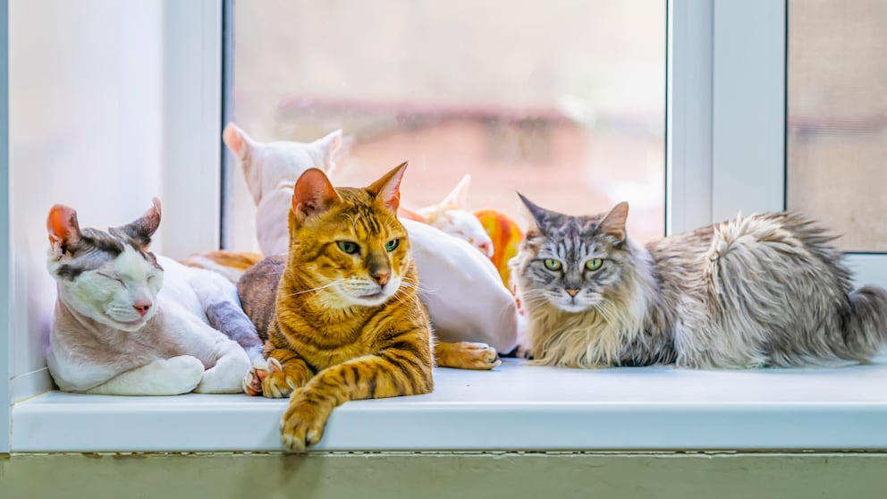 Katzen verschiedener Rassen sitzen zusammen auf einer Fensterbank