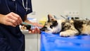 Katze liegt ausgestreckt auf Behandlungstisch beim Tierarzt, der eine Spritze am Vorderbein ansetzt