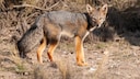 Ein Pampasfuchs steht in der Steppe