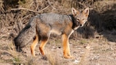 Ein Pampasfuchs steht in der Steppe