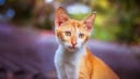 Eine Ceylon-Katze sitzt auf der Straße