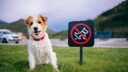 Jack Russel Terrier sitzt auf der Wiese neben einem Verbotsschild