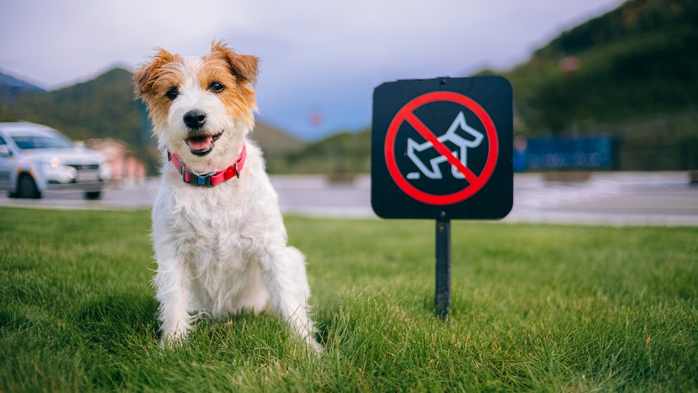 Jack Russel Terrier sitzt auf der Wiese neben einem Verbotsschild