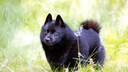 Der Schipperke war während des Zweiten Weltkrieges vom Aussterben bedroht.