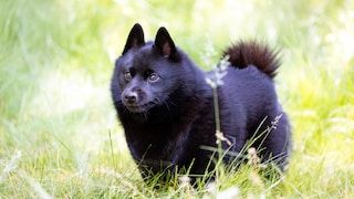 Der Schipperke war während des Zweiten Weltkrieges vom Aussterben bedroht.