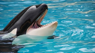 Nahaufnahme eines Orcas, der den Kopf aus dem Wasser streckt mit geöffnetem Maul