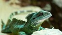Nahaufnahme einer Grünen Wasseragame (Physignathus cocincinus) auf einem Stein