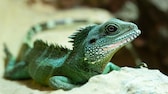 Nahaufnahme einer Grünen Wasseragame (Physignathus cocincinus) auf einem Stein